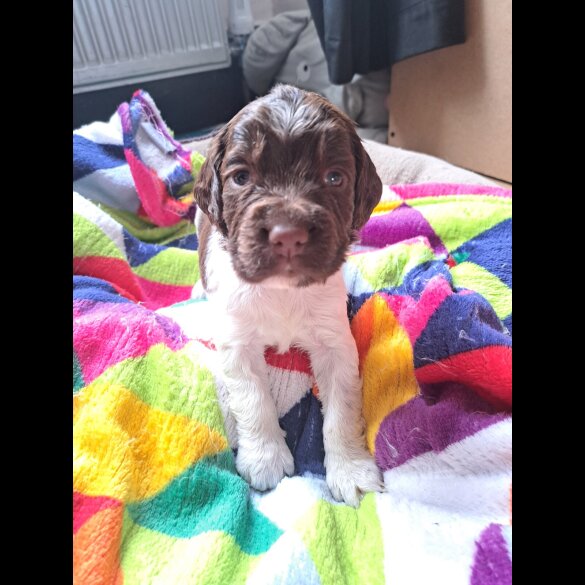English Springer Spaniel - Both