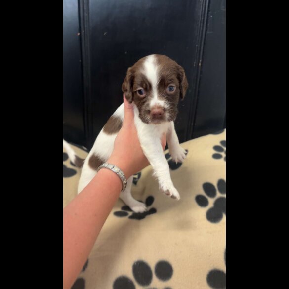 English Springer Spaniel - Both