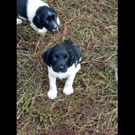 English Springer Spaniel - Both