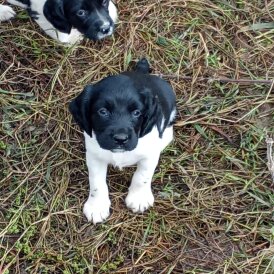 English Springer Spaniel - Both