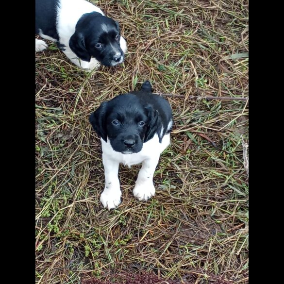 English Springer Spaniel - Both