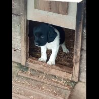 English Springer Spaniel - Both