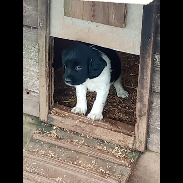 English Springer Spaniel - Both