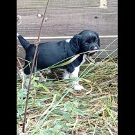 English Springer Spaniel - Both