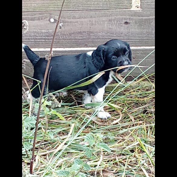 English Springer Spaniel - Both