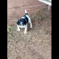 English Springer Spaniel - Both