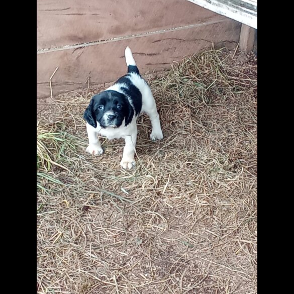 English Springer Spaniel - Both