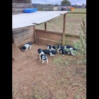 English Springer Spaniel - Both