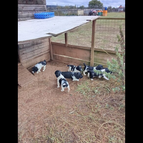 English Springer Spaniel - Both