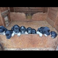 English Springer Spaniel - Both