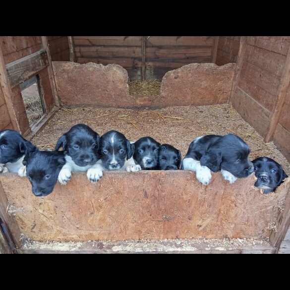 English Springer Spaniel - Both