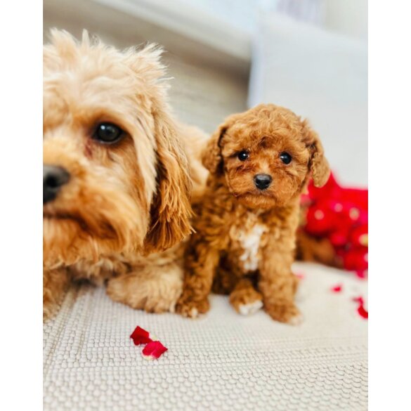 Cavapoo - Bitches