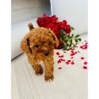 Cavapoo - Bitches