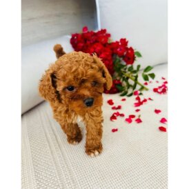 Cavapoo - Bitches