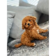 Cavapoo - Bitches