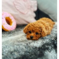 Cavapoo - Bitches