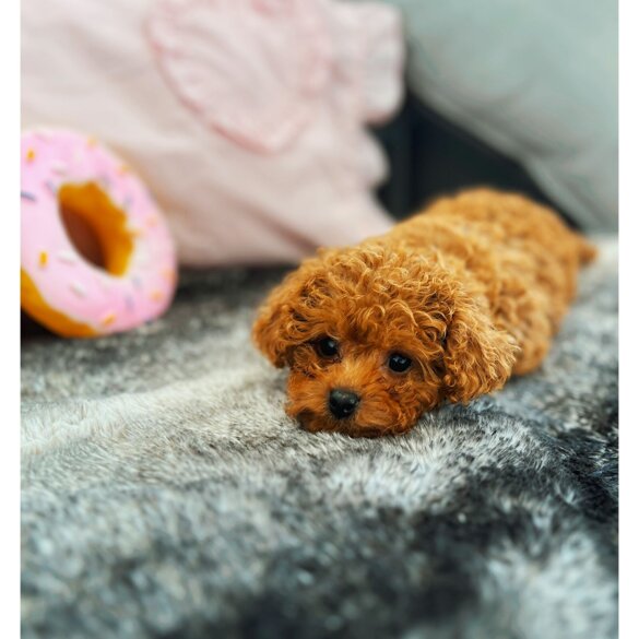 Cavapoo - Bitches