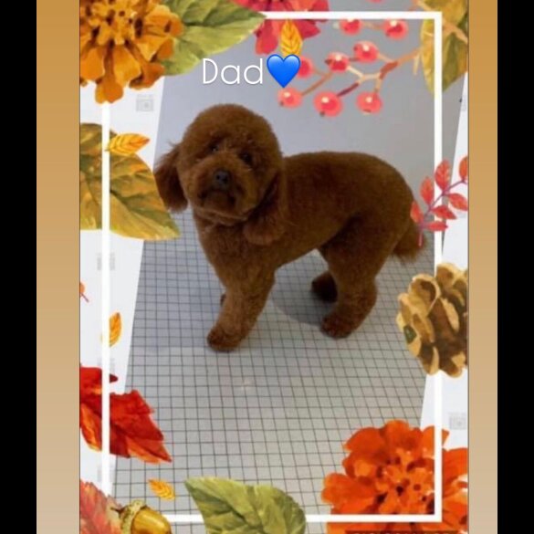 Cavapoo - Bitches