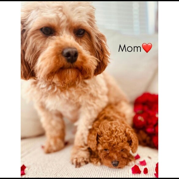 Cavapoo - Bitches