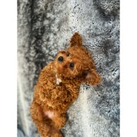 Cavapoo - Bitches