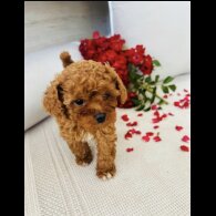 Cavapoo - Bitches
