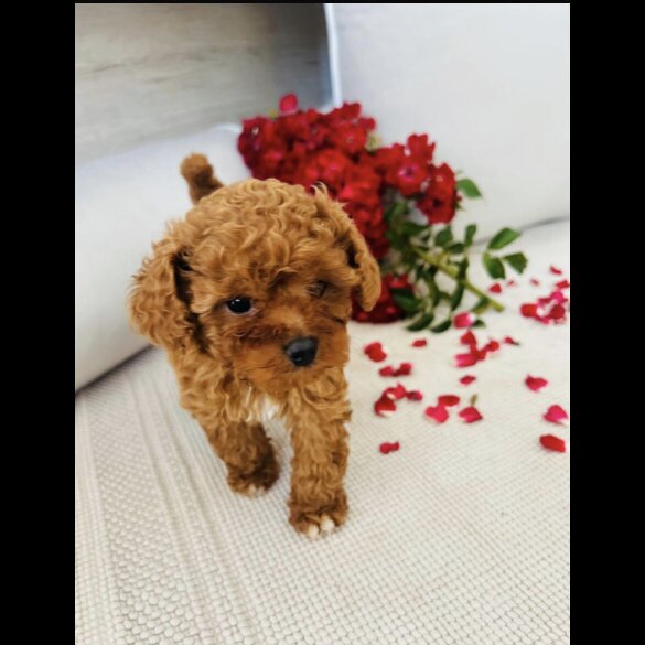 Cavapoo - Bitches