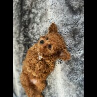 Cavapoo - Bitches