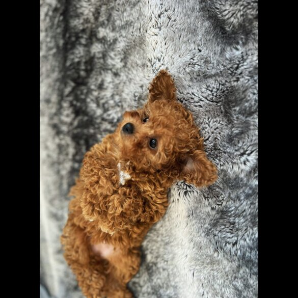 Cavapoo - Bitches