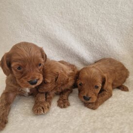 Cavapoo - Both