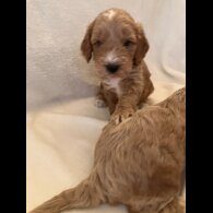 Cockapoo - Both