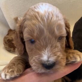 Cockapoo - Both