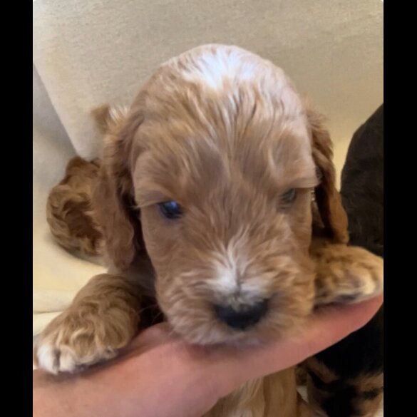 Cockapoo - Both