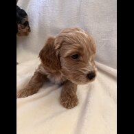 Cockapoo - Both