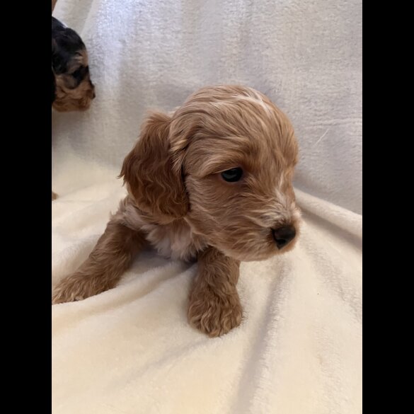 Cockapoo - Both