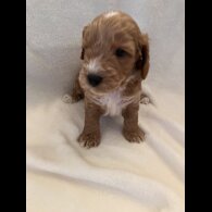 Cockapoo - Both