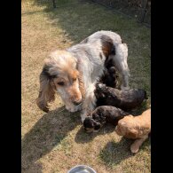 Cockapoo - Both