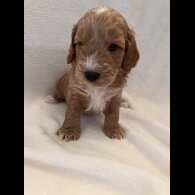 Cockapoo - Both
