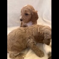 Cockapoo - Both