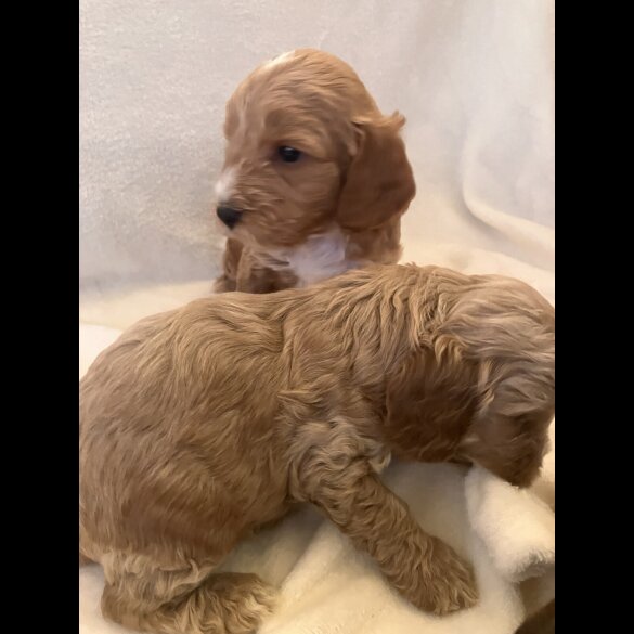 Cockapoo - Both