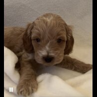 Cockapoo - Both