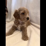 Cockapoo - Both