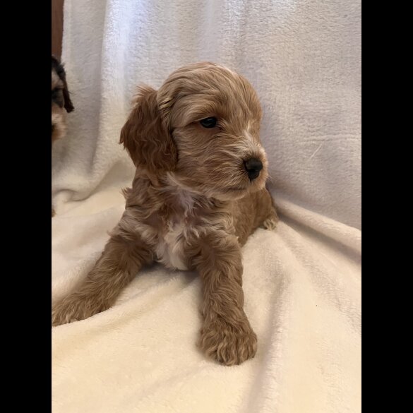 Cockapoo - Both
