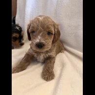Cockapoo - Both