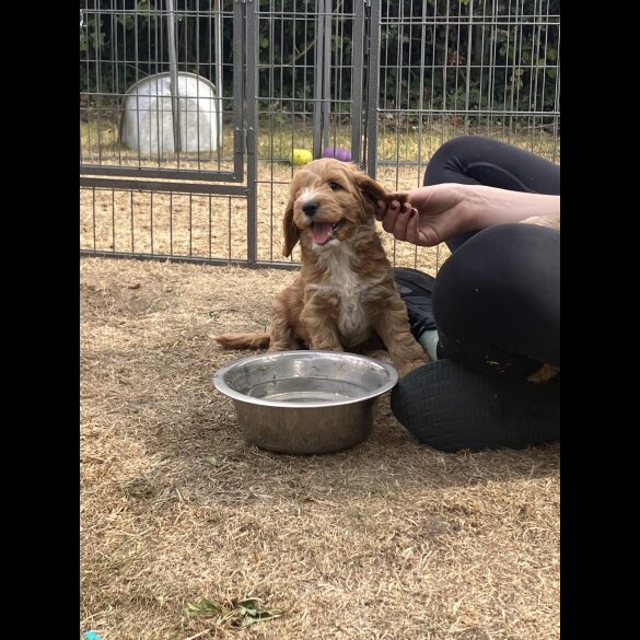 Cockapoo - Both