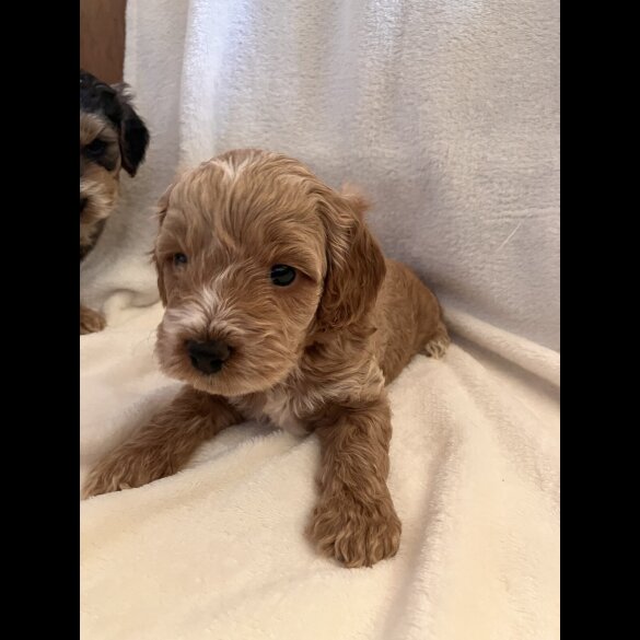 Cockapoo - Both