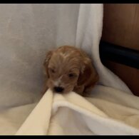 Cockapoo - Both