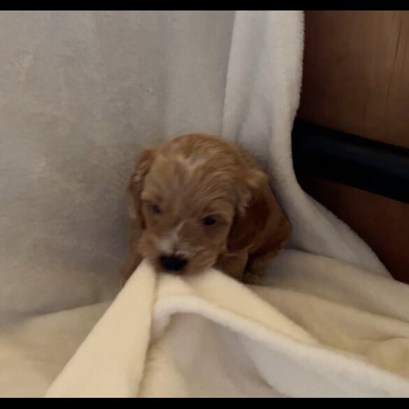 Cockapoo - Both