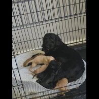 Cockapoo - Both