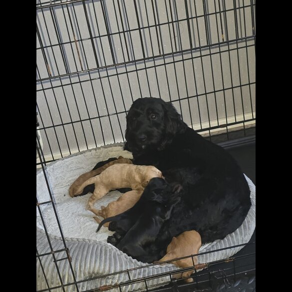 Cockapoo - Both