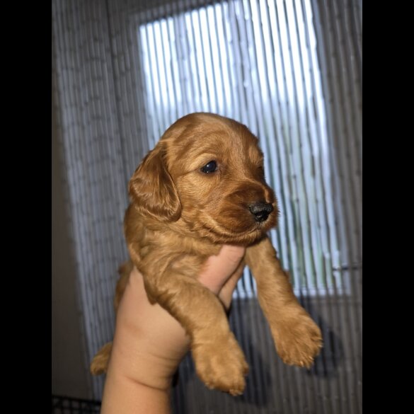 Cockapoo - Both